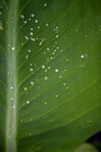 Water Droplets photo