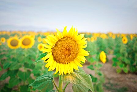 Large Sunflower photo