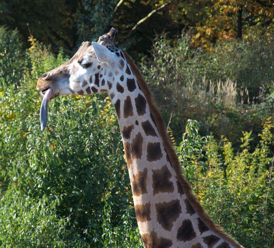 Giraffe neck head