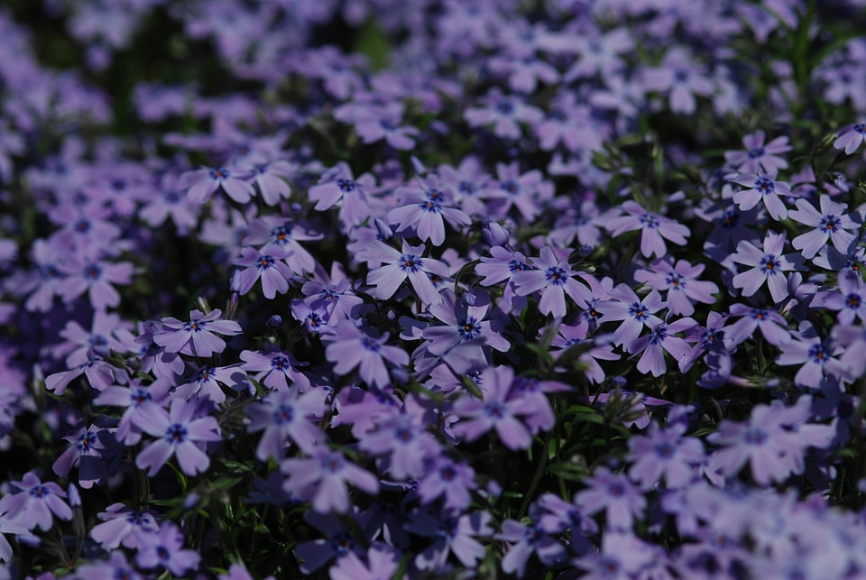 Gregariousness set blue
