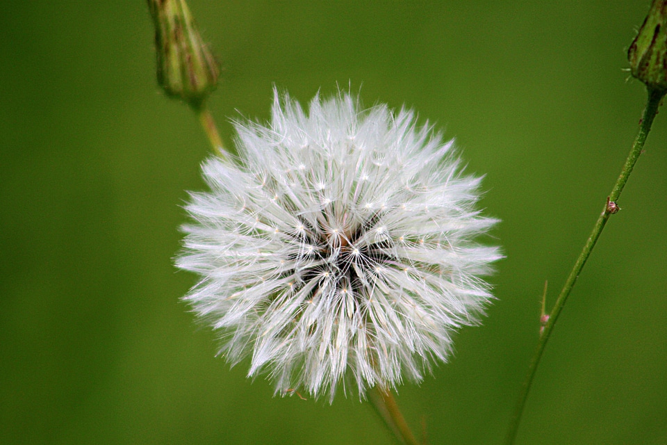 White nature seeds