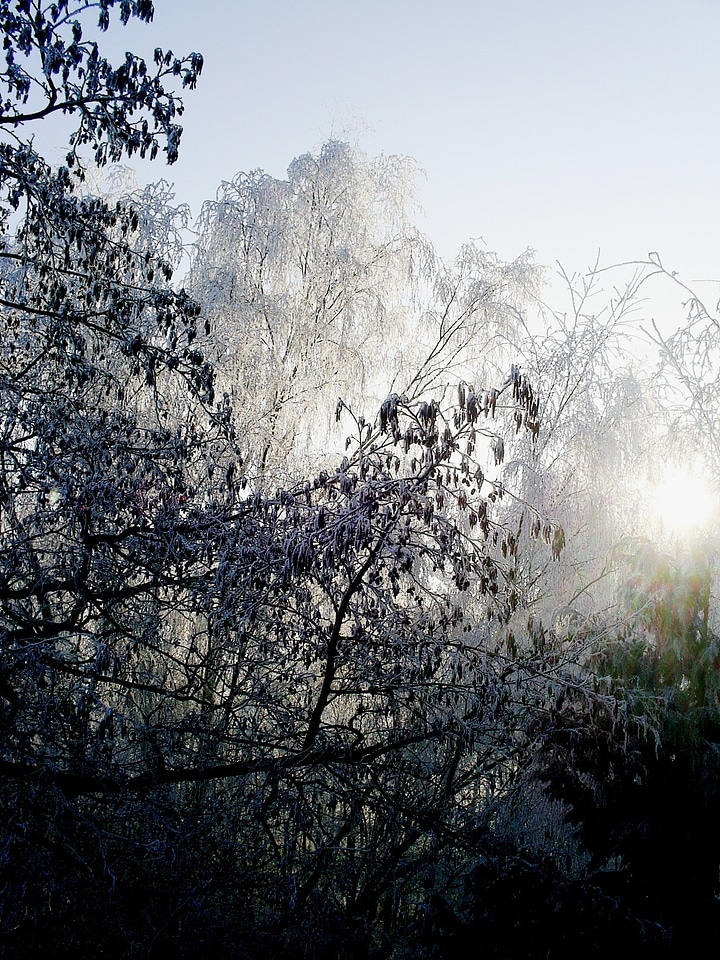 Frost nature landscape