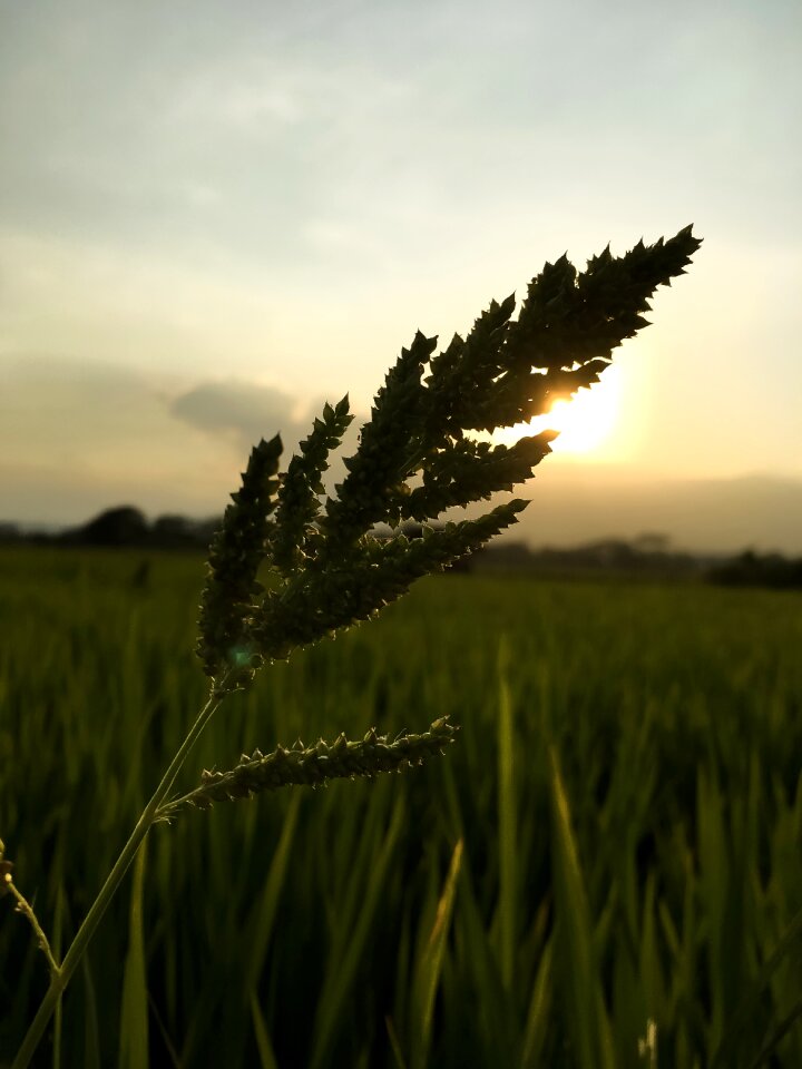 Paddy Field Sunset