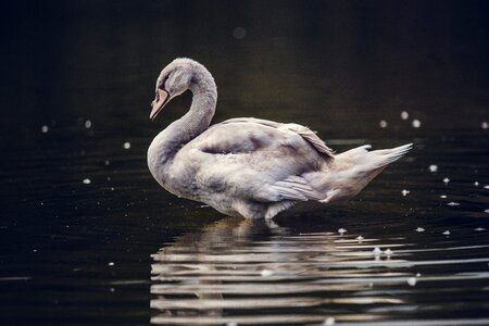 White Swan photo