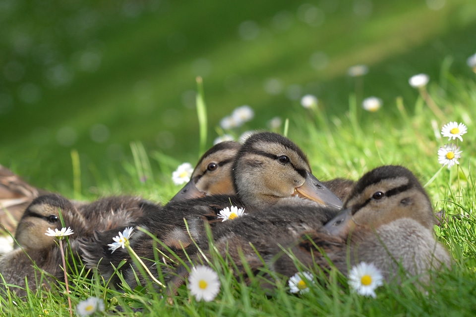 Young animal water bird photo