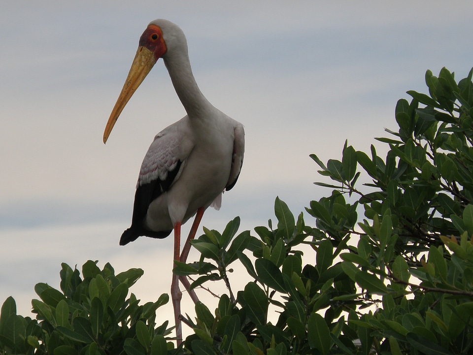 Avian aves avifauna