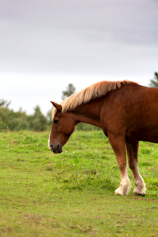 Horse Animal photo