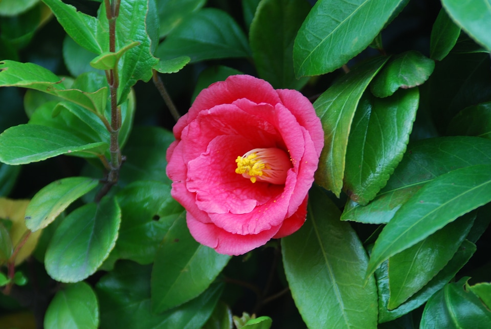 One flower red winter