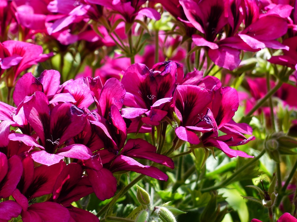 Noble pelargonium english geraniums geranium