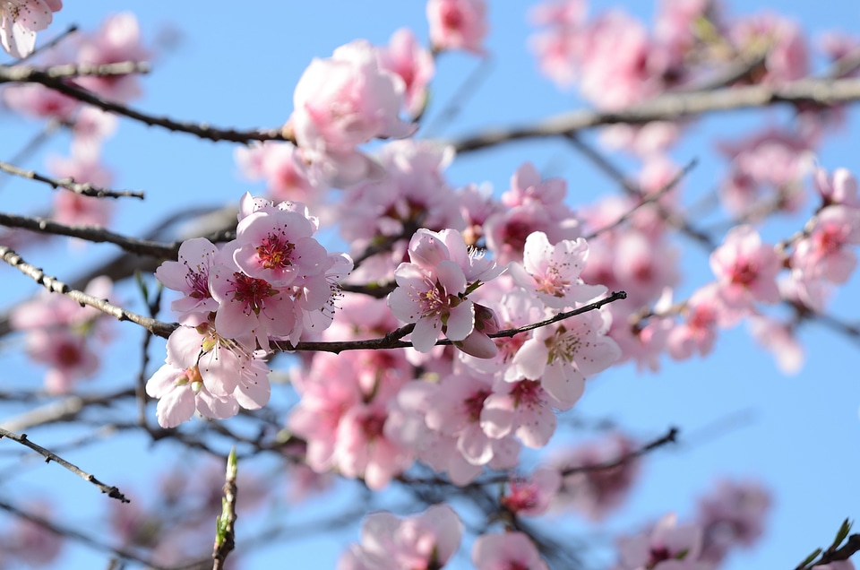 Garden peach blossom spring