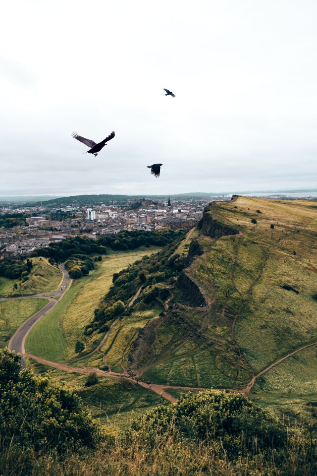 Birds Flying
