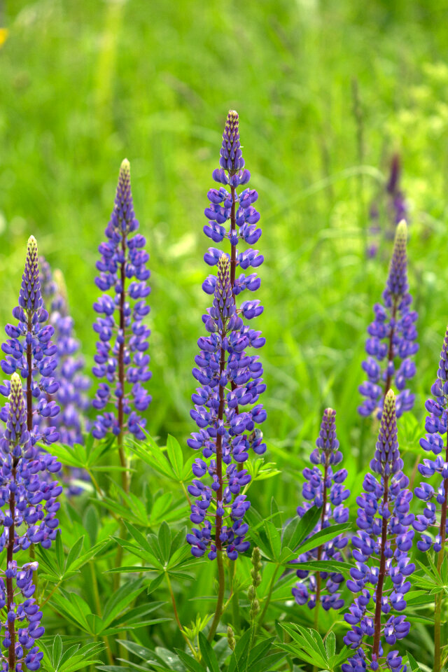 Wild Lupine photo