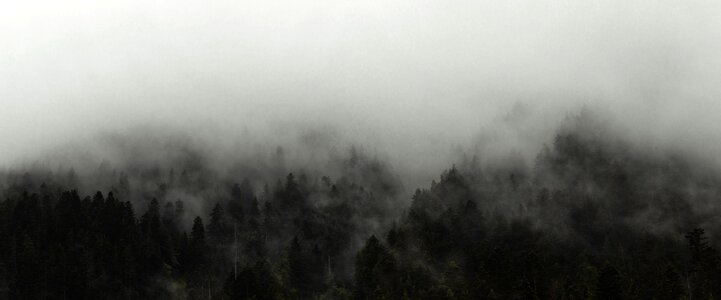 Fog Trees photo