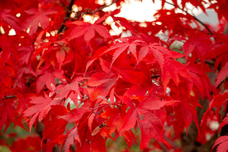 Red Tree