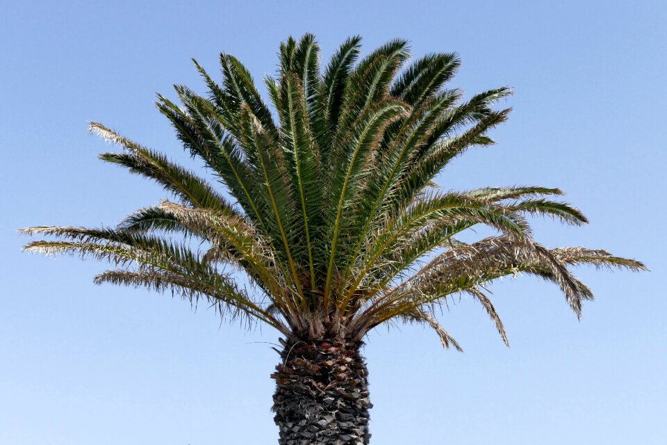 Palm Trees Blue photo