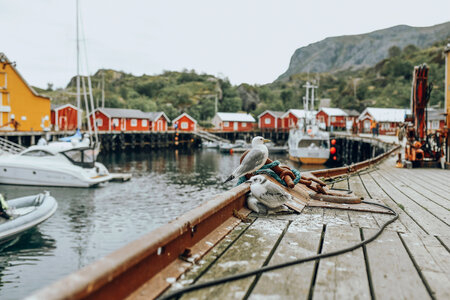 Norway Fishing photo