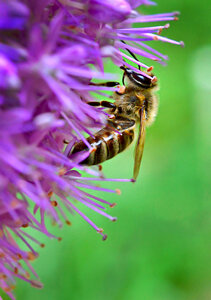 Bee Flower photo