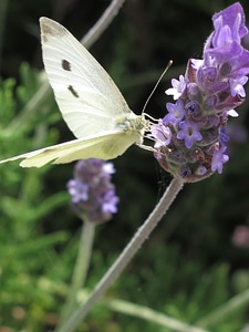 Insect aromatic vegetation photo