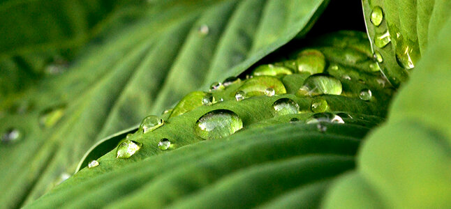 Rain Wet photo