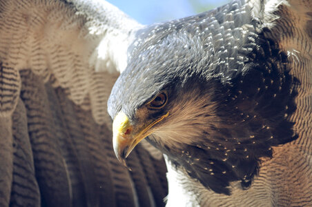 Eagle Bird