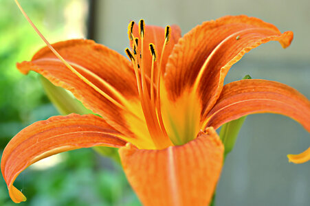 Orange Flower