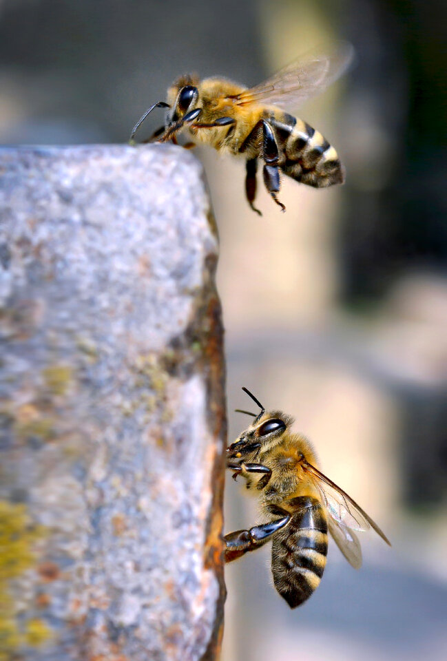 Bees Insects