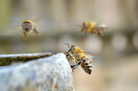 Bees Flying