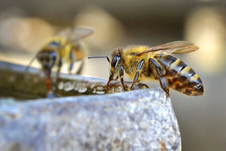 Bee Drinking photo