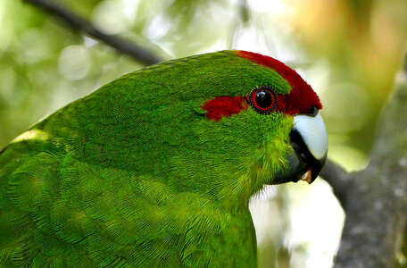 Green Parrot photo