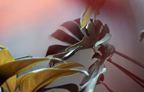 Green Leaf