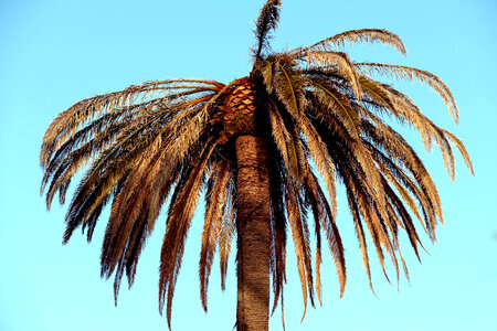Palm Tree Blue photo