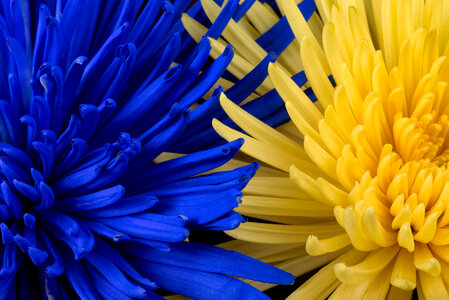 Blue Yellow