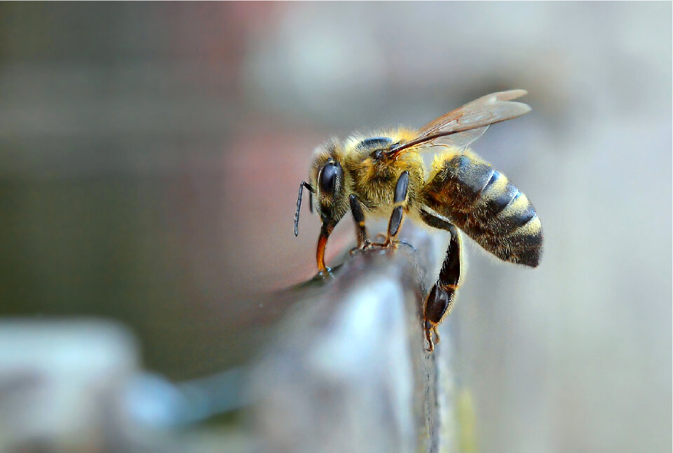 Bee Insect photo