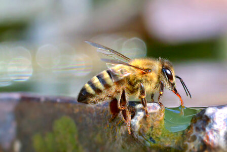 Bee Insect photo