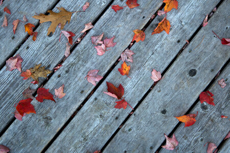 Fall Leaves photo