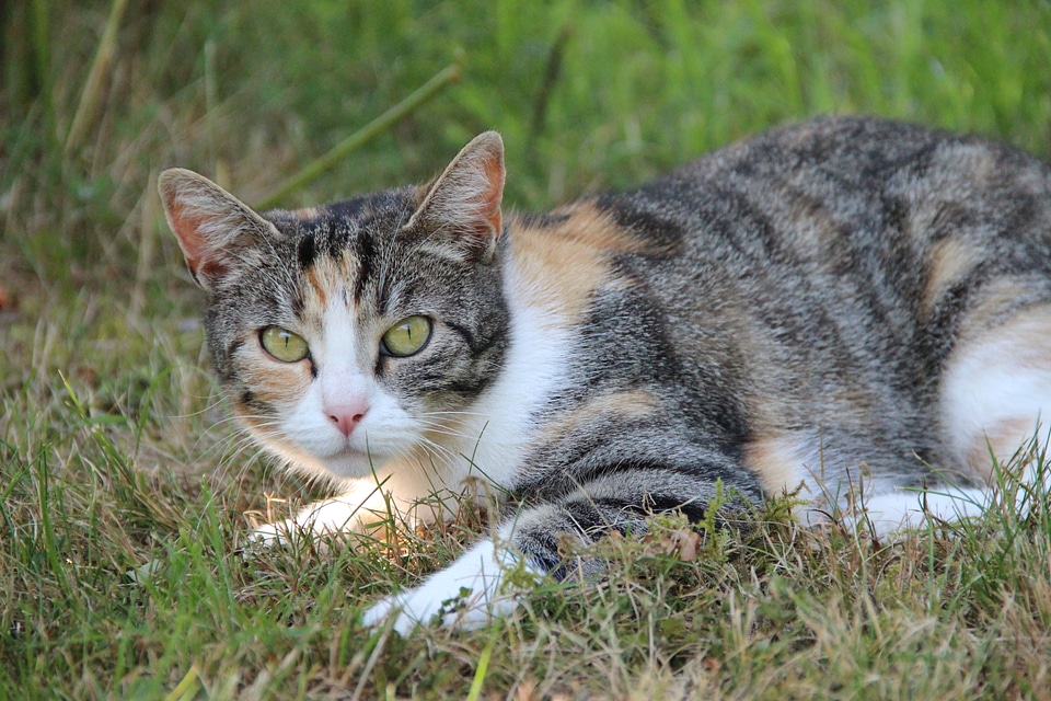 Animal domestic cat animal world