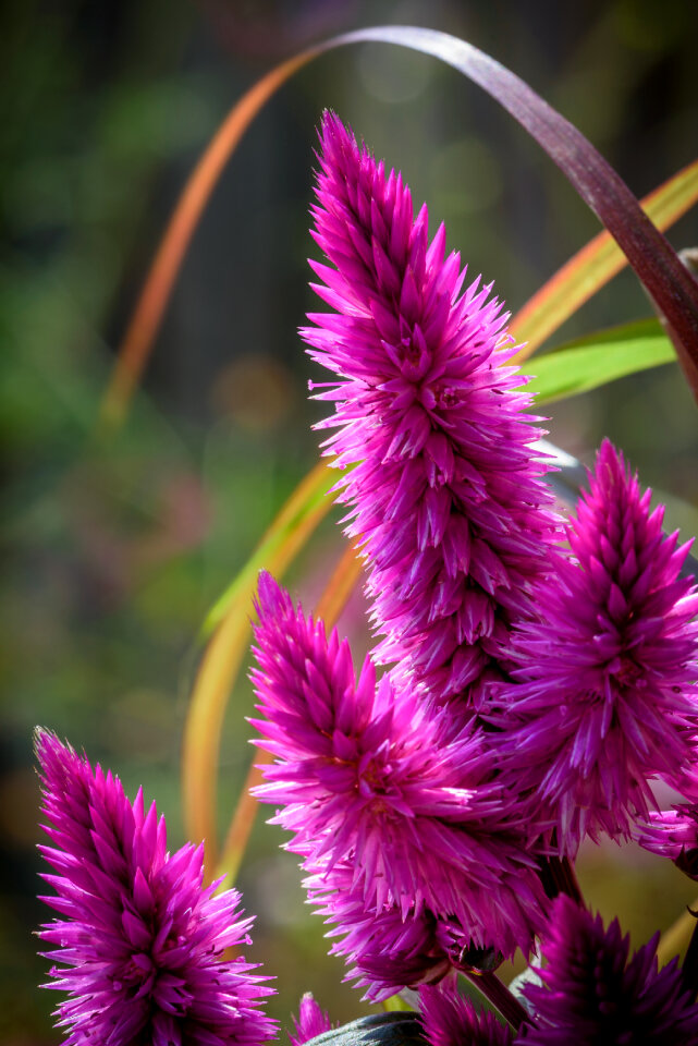 Pink Flower