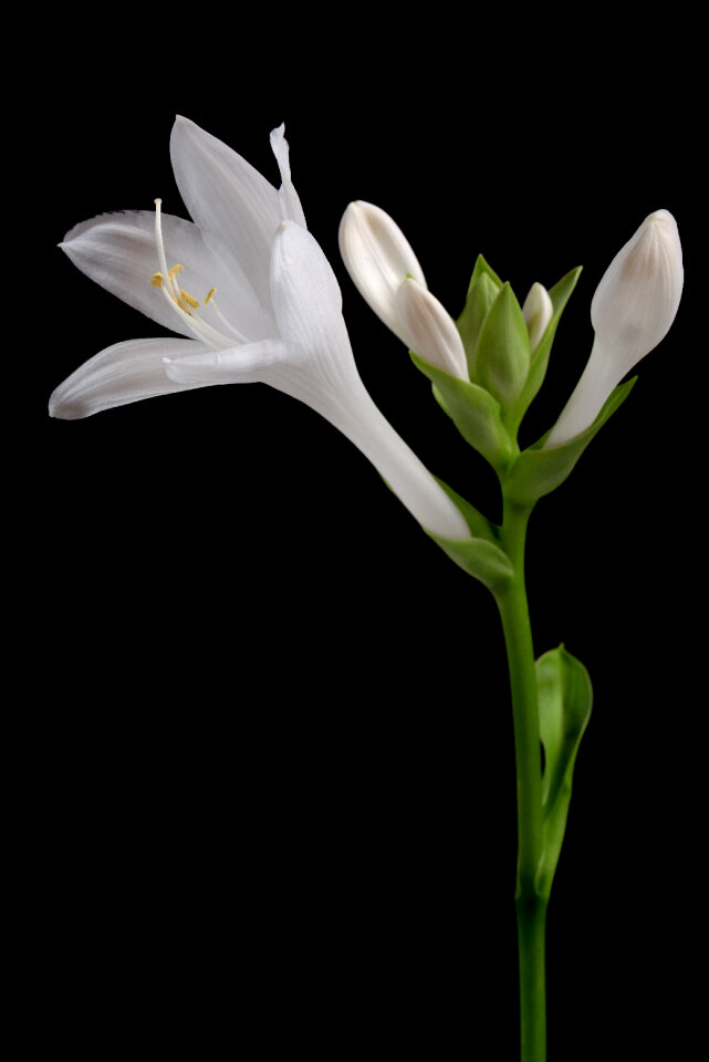 White Flower