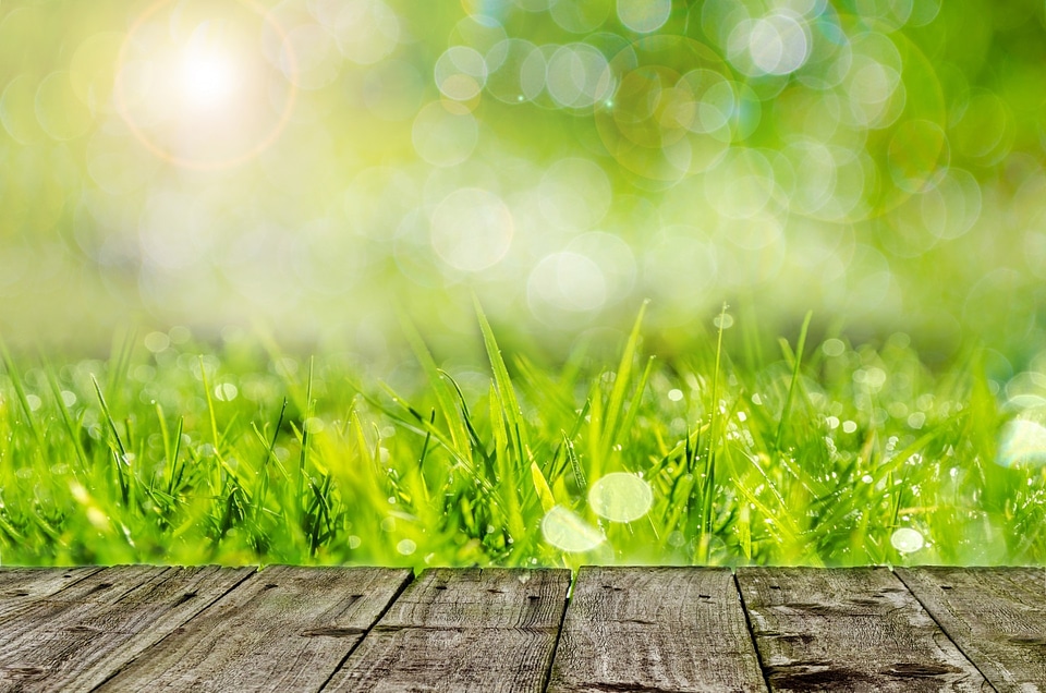 Spring wood grass