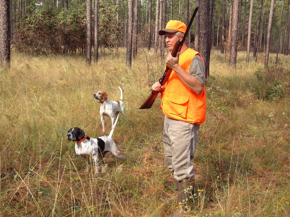 Retrievers wildlife sport