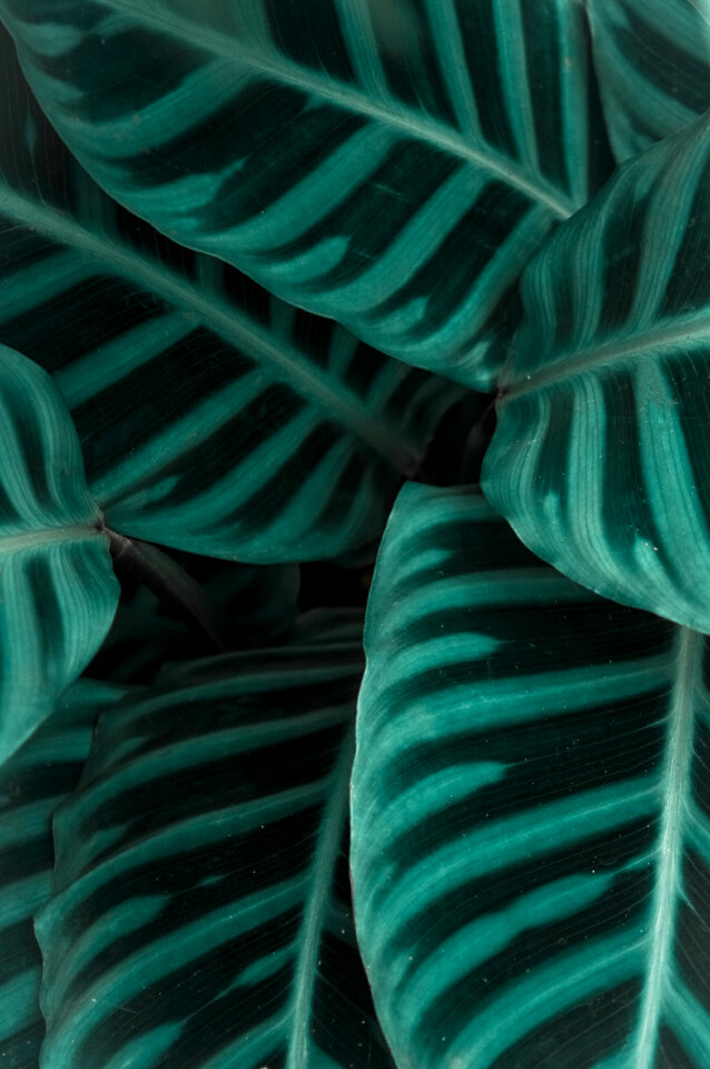 Plant Leaf