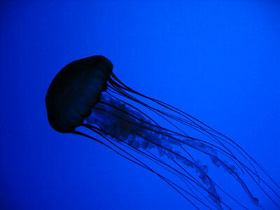 Jelly Fish Blue photo