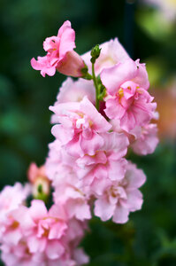 Pink Flowers photo