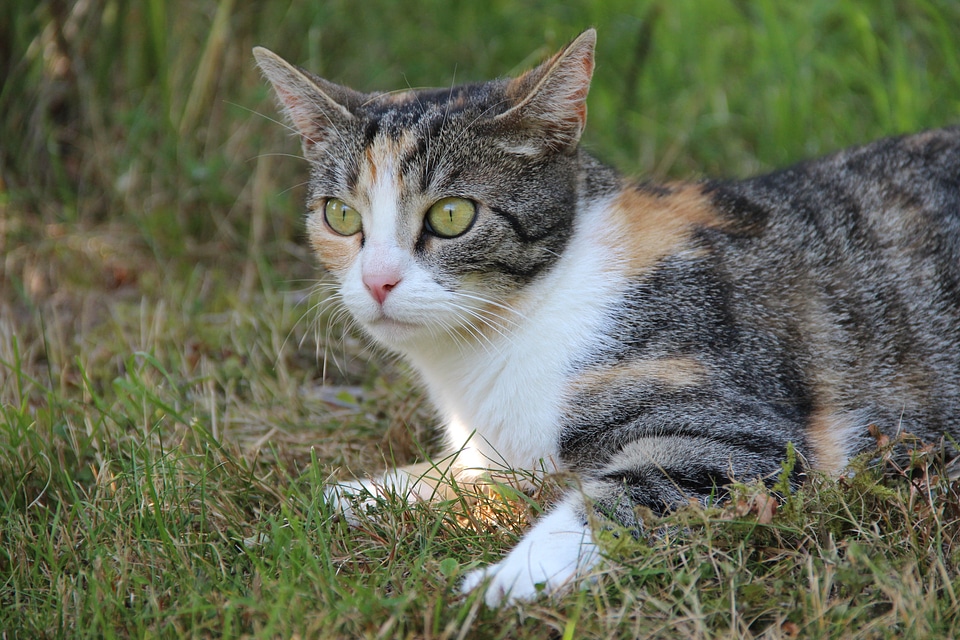 Animal domestic cat animal world