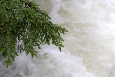 Tree Branch