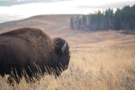 Bison Nature
