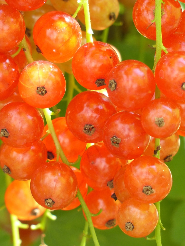 Maturation process currants gooseberry greenhouse