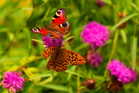 Butterflies Spring photo