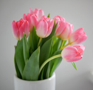 Tulips Spring photo