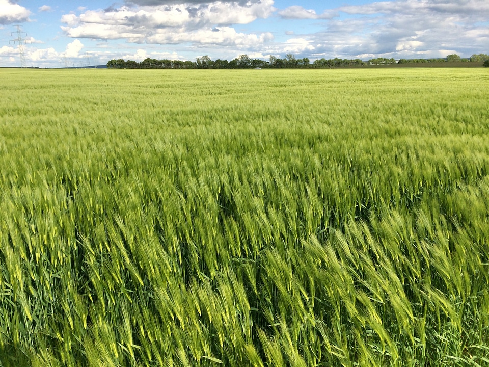 Spike cornfield grain